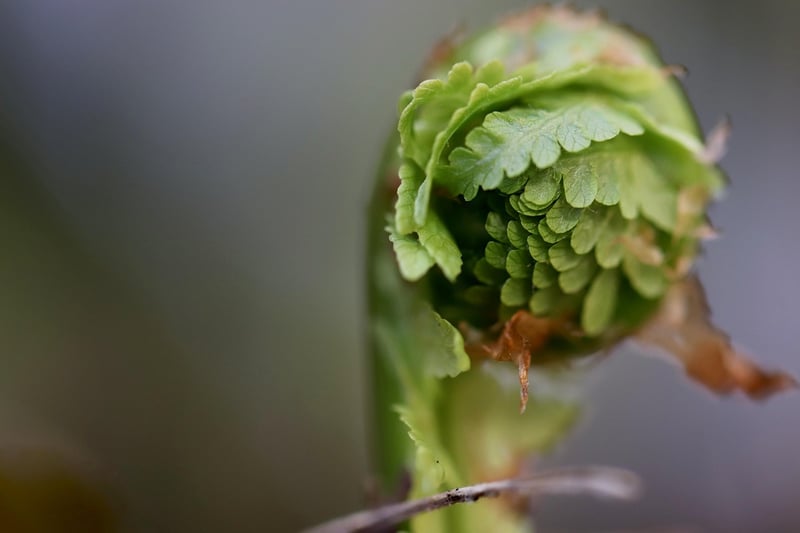 Mythical Growth Tips